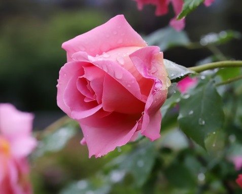 5 jenis bunga mawar persilangan
